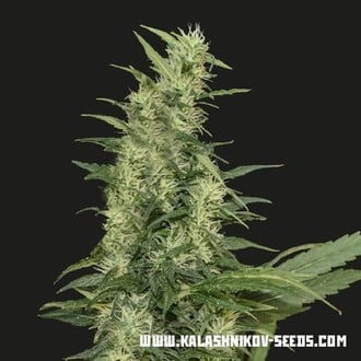 Amur Giant Auto (Kalashnikov Seeds) Femminizzata