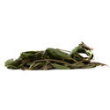 Bobinsana (Calliandra angustifolia) 20 grammi