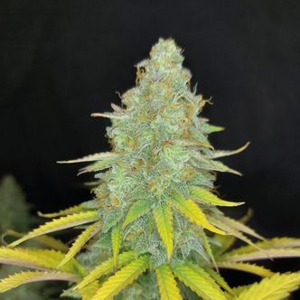 Choco Kush Auto (Amsterdam Genetics) Femminizzata