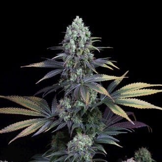 Dinamed CBD (Dinafem) femminizzata