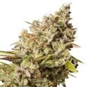 Royal Gorilla (Royal Queen Seeds) Femminizzata