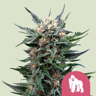 Royal Gorilla (Royal Queen Seeds) Femminizzata