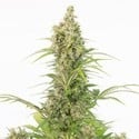 White Widow Auto CBD (Dinafem) femminizzata