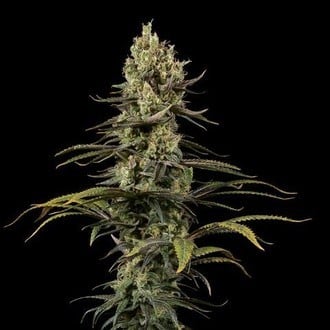 Early Amnesia CBD (Dinafem) Femminizzata