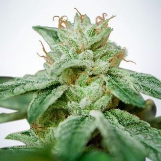 CBD Star (Ministry of Cannabis) Femminizzata