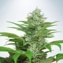 Auto CBD Star (Ministry of Cannabis) femminizzata