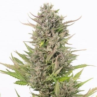 Critical+ Auto CBD (Dinafem) Femminizzata