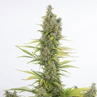 Amnesia Auto CBD (Dinafem) Femminizzata