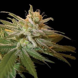 Kushberry (DNA Genetics) femminizzato