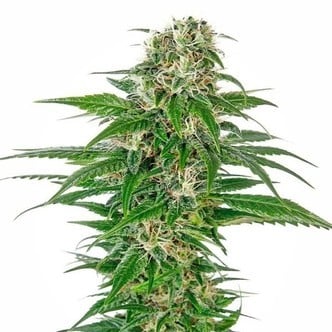 Early Skunk Automatic (Sensi Seeds) Femminizzata