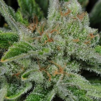 Ghost Train Haze 1 (Rare Dankness) Femminizzata/Regolare