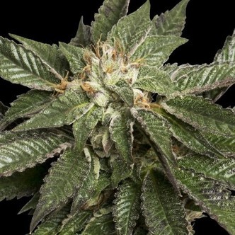 LA Confidential (DNA Genetics) femminizzato