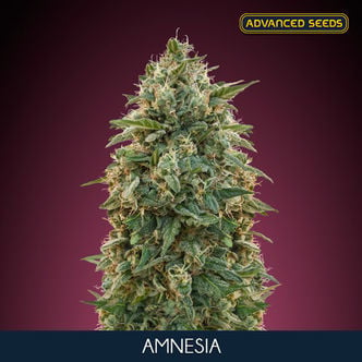 Amnesia (Advanced Seeds) Femminizzata