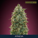 Amnesia (Advanced Seeds) Femminizzata