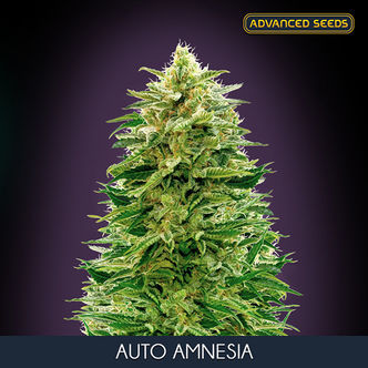 Auto Amnesia (Advanced Seeds) Femminizzata
