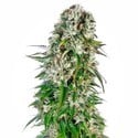 Big Bud Automatic (Sensi Seeds) Femminizzata