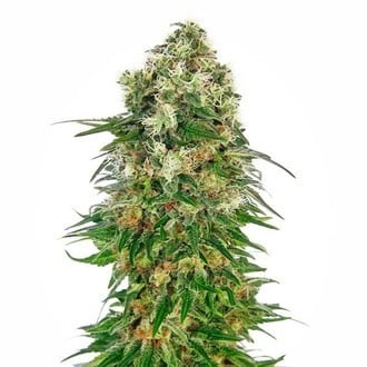 Shiva Skunk Automatic (Sensi Seeds) Femminizzata