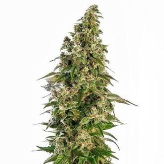 Afghani 1 Automatic (Sensi Seeds) Femminizzata