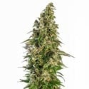 Afghani 1 Automatic (Sensi Seeds) Femminizzata