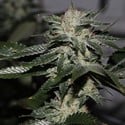 Original Bruce Banner (Dark Horse Genetics) Regolare