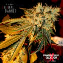 Original Bruce Banner (Dark Horse Genetics) Regolare