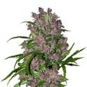 Purple Bud Automatic (White Label) Femminizzata