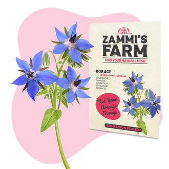 Buddy Mix Pack NUTRITIVO