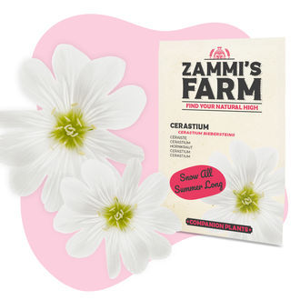 Buddy Mix Pack NUTRITIVO