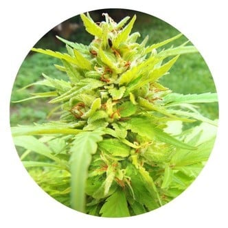 Golden Cannary (Top Tao Seeds) regolare