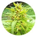 Golden Cannary (Top Tao Seeds) Regolare