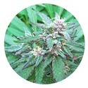 Blueberry Crystal (Top Tao Seeds) Regolare