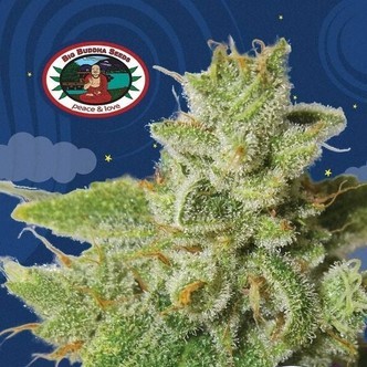 Cherry Moon Pie (Big Buddha Seeds) Femminizzata