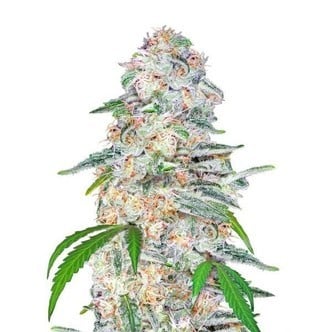 Blue Dream´matic (FastBuds) Femminizzata