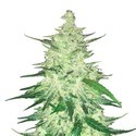 CBD Auto 1:1 (FastBuds) Femminizzata