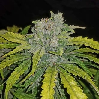 CBD Auto 1:1 (FastBuds) Femminizzata