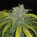 CBD Auto 1:1 (FastBuds) Femminizzata