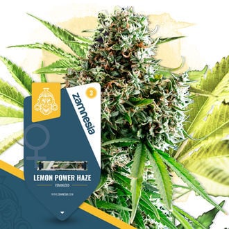 Lemon Power Haze (Zamnesia Seeds) Femminizzata