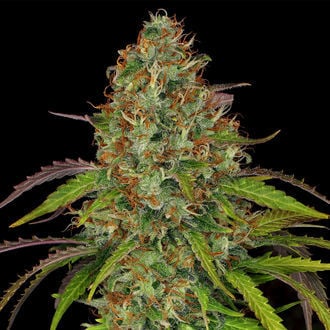 Lemon Power Haze (Zamnesia Seeds) Femminizzata