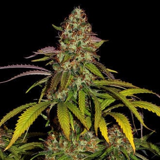 Lemon Power Haze (Zamnesia Seeds) Femminizzata