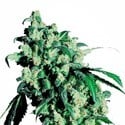 Super Skunk (Sensi Seeds) femminizzata