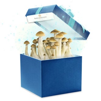 Kit di Coltivazione Fresh Mushrooms (Scelto da Zamnesia) 1200ml