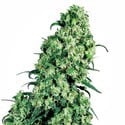 Skunk 1 (Sensi Seeds) femminizzato