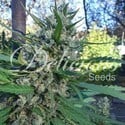 Eleven Roses (Delicious Seeds) Femminizzata