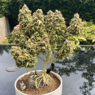 White Choco Autoflower (Amsterdam Genetics) femminizzata