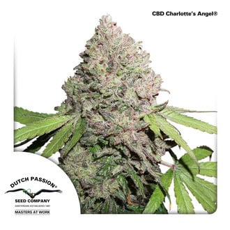 CBD Charlotte’s Angel (Dutch Passion) Femminizzata