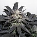 Bubba Island Kush (Dutch Passion) Femminizzata