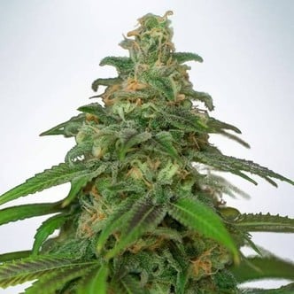 Auto Mandarin Haze (Ministry of Cannabis) feminized