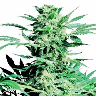 Shiva Skunk (Sensi Seeds) femminizzata