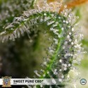 Sweet Pure CBD (Sweet Seeds) Femminizzata