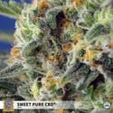 Sweet Pure CBD (Sweet Seeds) Femminizzata